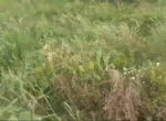 1000038574